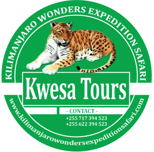 Kwesa Tours